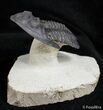 Flying Hollardops Trilobite - Great Preservation #2765-1